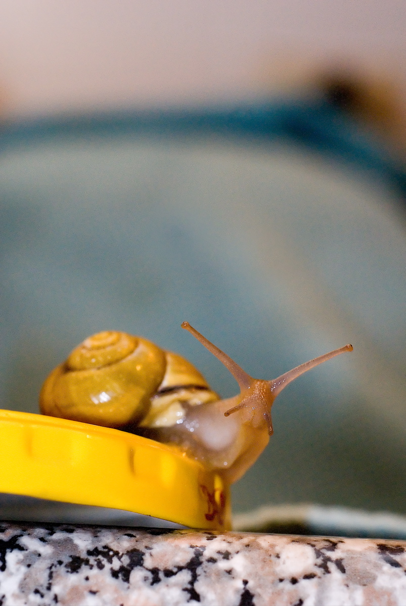 Snail - Inquisitive